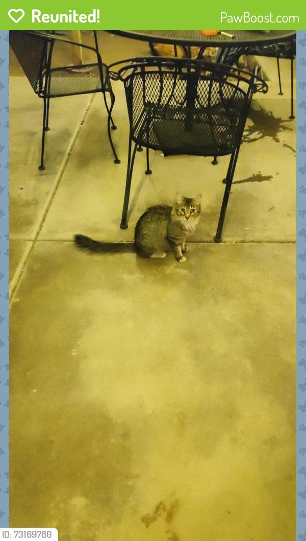 Reunited Unknown Cat last seen Dogwood st and Palo Verde, Henderson, NV 89015