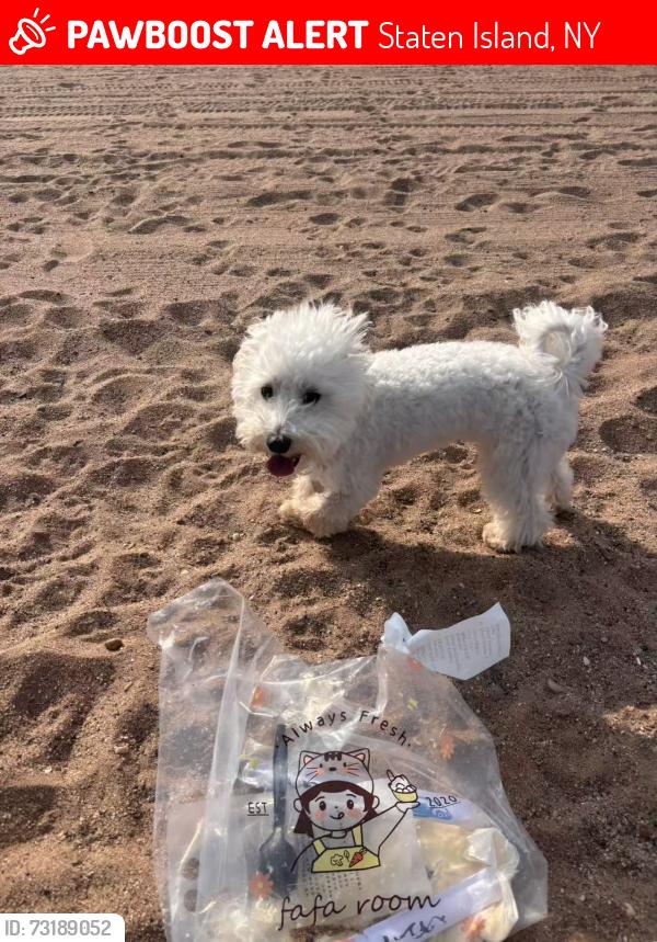 Lost Female Dog last seen Around 6pm near Parking Lot 8, walking toward the parking lot road or cross into the neighborhood, Staten Island, NY 10305