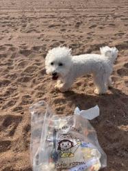Lost Female Dog last seen Around 6pm near Parking Lot 8, walking toward the parking lot road or cross into the neighborhood, Staten Island, NY 10305