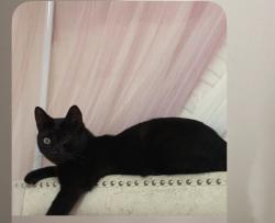 Lost Male Cat last seen Smith Avenue in bay shore, Bay Shore, NY 11706