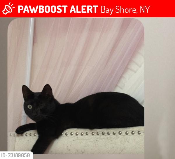 Lost Male Cat last seen Smith Avenue in bay shore, Bay Shore, NY 11706