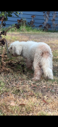 Found/Stray Male Dog last seen Found walking up driveway of 379 W Lemon Ave, Monrovia, Monrovia, CA 91016