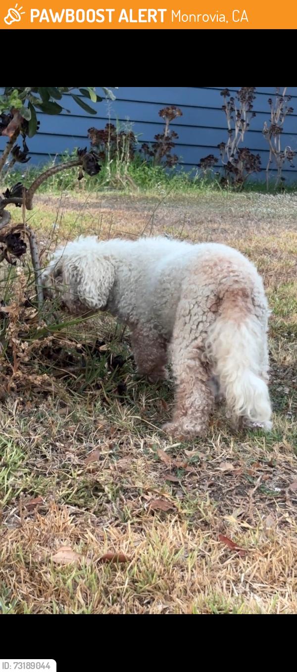 Found/Stray Male Dog last seen Found walking up driveway of 379 W Lemon Ave, Monrovia, Monrovia, CA 91016