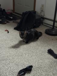 Lost Female Cat last seen Dispo, Schenectady, NY 12306