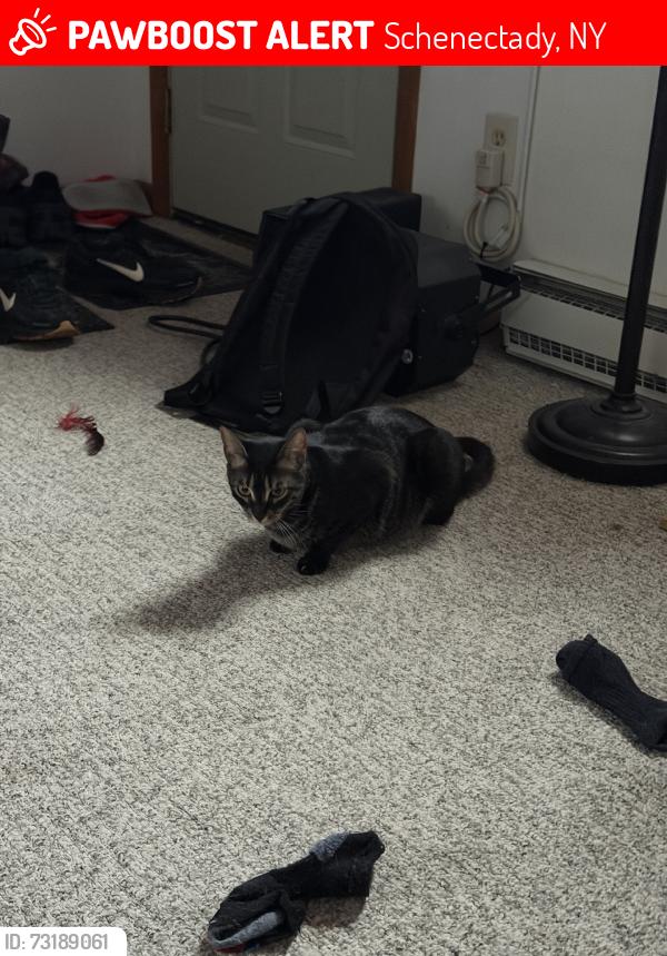 Lost Female Cat last seen Dispo, Schenectady, NY 12306