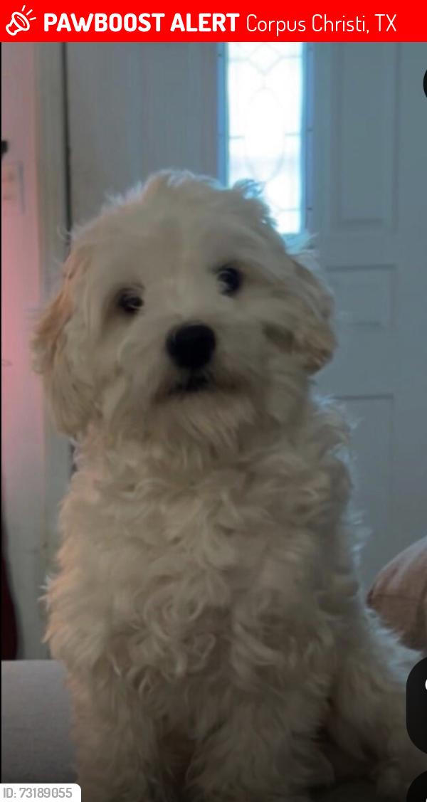 Lost Male Dog last seen McArdle Rd, Corpus Christi, TX 78411