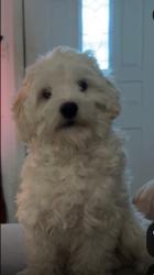 Lost Male Dog last seen McArdle Rd, Corpus Christi, TX 78411