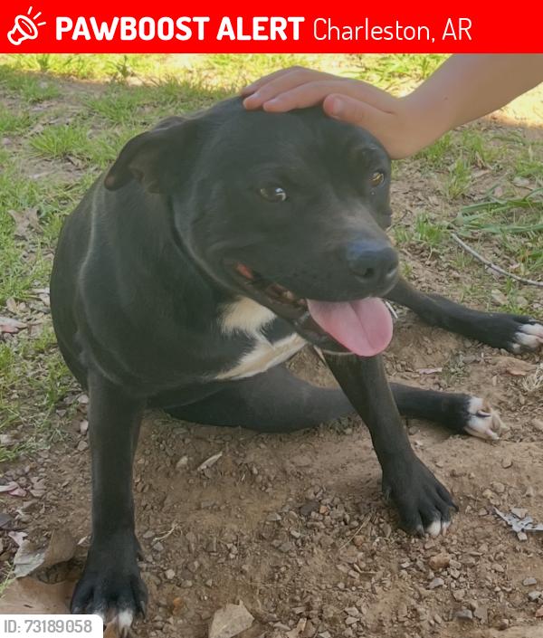 Lost Female Dog last seen Neighborhood in back of Casey's in Charleston, Charleston, AR 72933