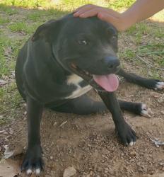 Lost Female Dog last seen Neighborhood in back of Casey's in Charleston, Charleston, AR 72933