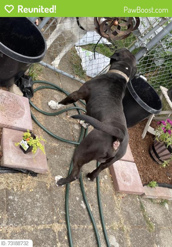 Reunited Male Dog last seen 106th Ave and Benson ave, Renton, WA 98058