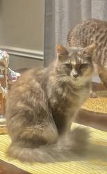 Lost Female Cat last seen Fm 3180, Baytown, TX 77523
