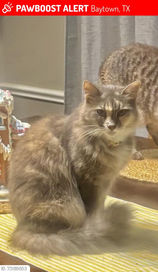 Lost Female Cat last seen Fm 3180, Baytown, TX 77523