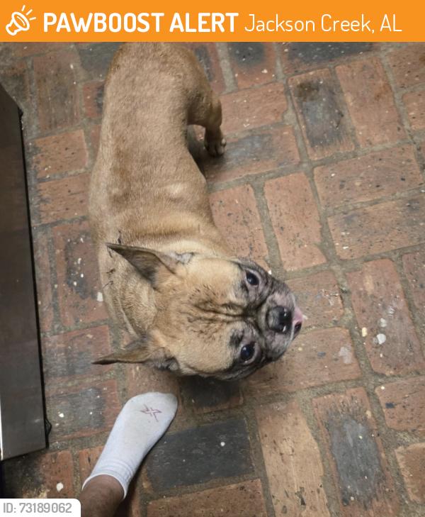 Found/Stray Male Dog last seen I have him inside, Jackson Creek, AL 36582
