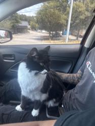 Lost Male Cat last seen Mission pine, Durham, NC 27707