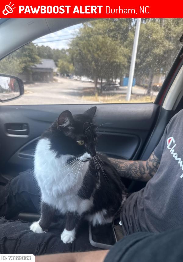 Lost Male Cat last seen Mission pine, Durham, NC 27707