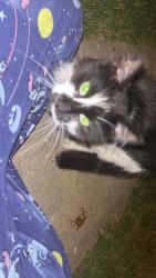Found/Stray Unknown Cat last seen W oak st, Coal City, IL 60416