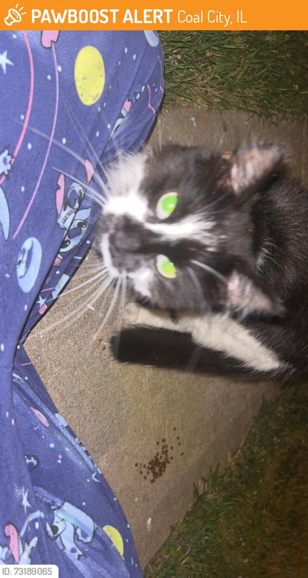 Found/Stray Unknown Cat last seen W oak st, Coal City, IL 60416