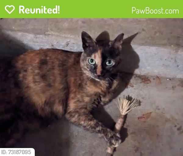 Reunited Female Cat last seen Gilbert Rd and Maple St, Fayetteville, GA 30214