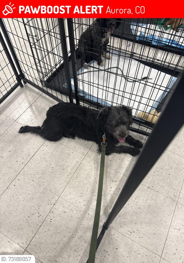 Lost Female Dog last seen Abilene and florida, Aurora, CO 80011
