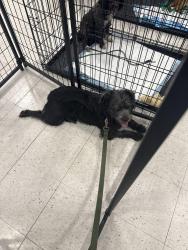 Lost Female Dog last seen Abilene and florida, Aurora, CO 80011