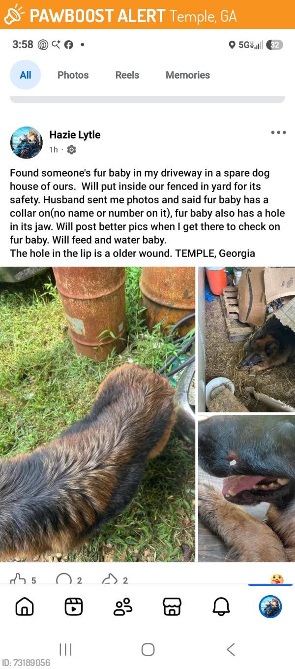 Found/Stray Unknown Dog last seen Temple, Georgia, Temple, GA 30179