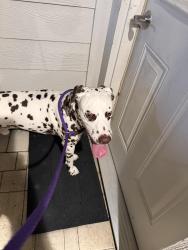 Reunited Male Dog last seen Distant Woods Dr Copper Village, Houston, TX 77095