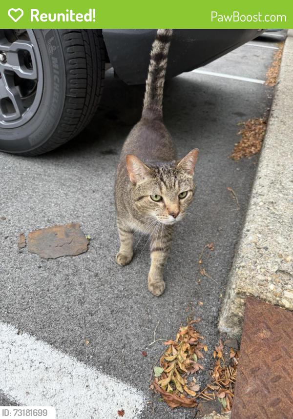 Reunited Unknown Cat last seen 75th and Westfield, Indianapolis, IN 46220