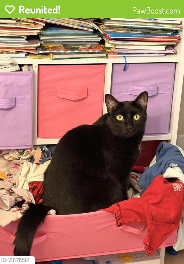 Reunited Female Cat last seen Near teepee drive pocono lake, Pocono Lake, PA 18347