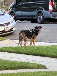 Found/Stray Male Dog last seen 5th and Pine, Riverside, CA 92501