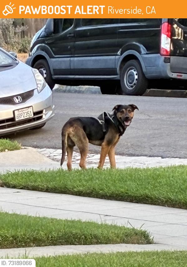 Found/Stray Male Dog last seen 5th and Pine, Riverside, CA 92501