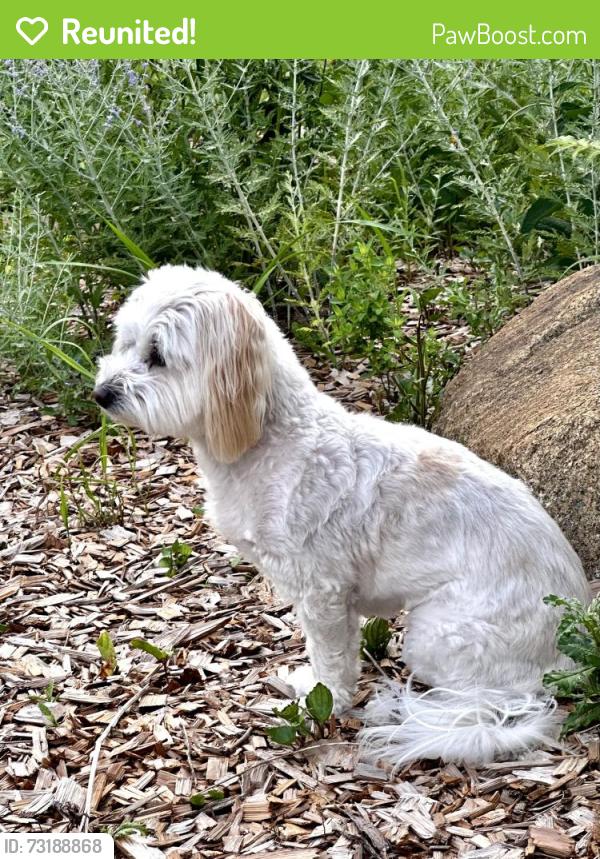 Reunited Female Dog last seen Near Itasca Ave N, F, Forest Lake, MN 55025