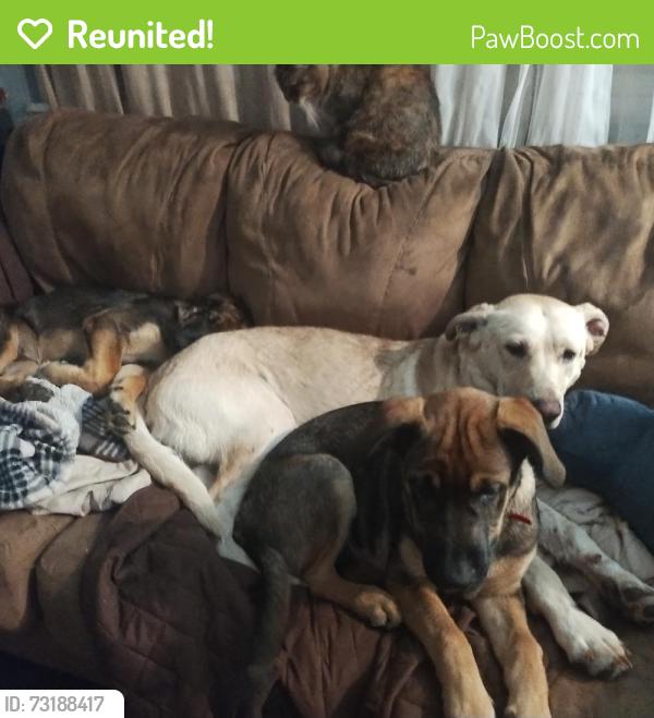 Reunited Female Dog last seen Goshen lane elementary, Columbus, OH 43230
