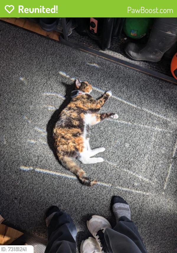 Reunited Female Cat last seen Giles and Thomas, Olympia, WA 98502