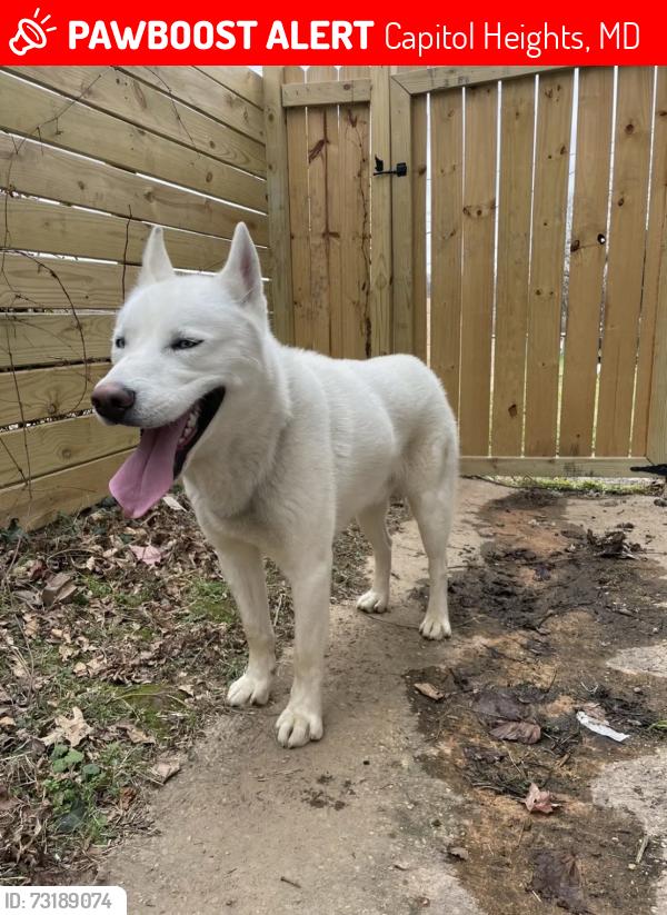 Lost Male Dog last seen 63rd pl, Capitol Heights, MD 20743
