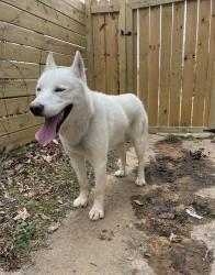 Lost Male Dog last seen 63rd pl, Capitol Heights, MD 20743