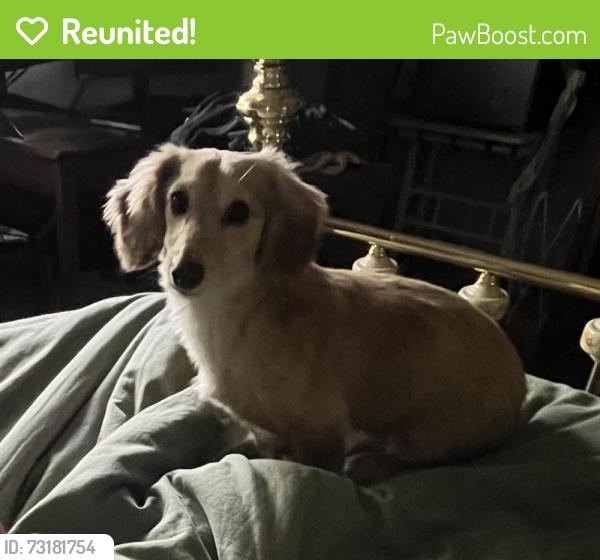 Reunited Female Dog last seen Nearest to Cass St and 75th st., Westmont, IL 60559