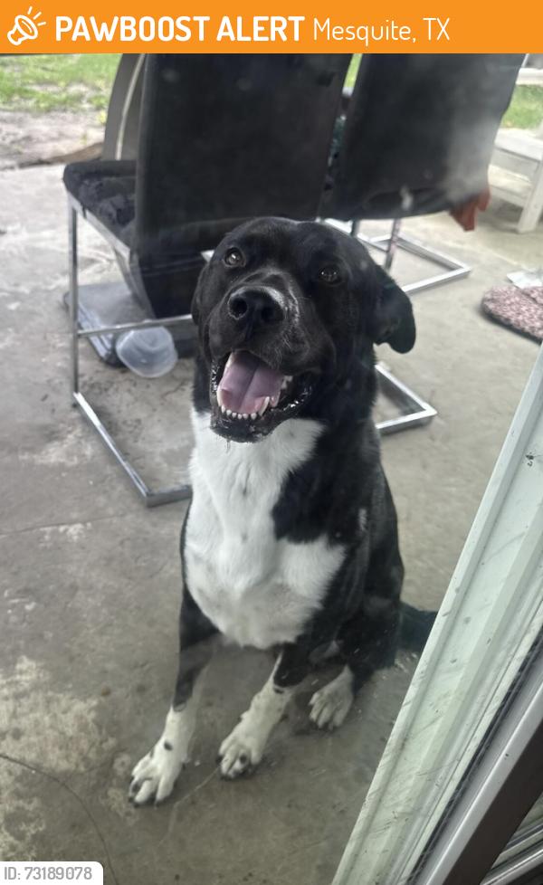 Found/Stray Male Dog last seen Near dollar general in pioneer newsome st, Mesquite, TX 75149