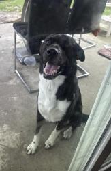 Found/Stray Male Dog last seen Near dollar general in pioneer newsome st, Mesquite, TX 75149