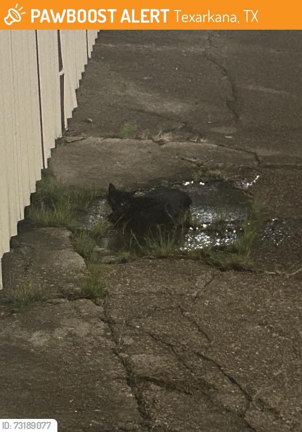 Found/Stray Unknown Cat last seen Near th, Texarkana, TX 75503