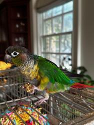 Lost Male Bird last seen Dorris Road, Alpharetta, GA 30004