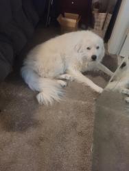 Reunited Male Dog last seen TC Jester, Houston, TX 77014