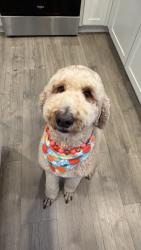 Reunited Female Dog last seen Near SW Snowberry Ave, Gresham, OR 97080, USA, Gresham, OR 97080