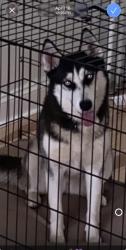 Lost Female Dog last seen Collegeville rd, Collegeville, PA 19426