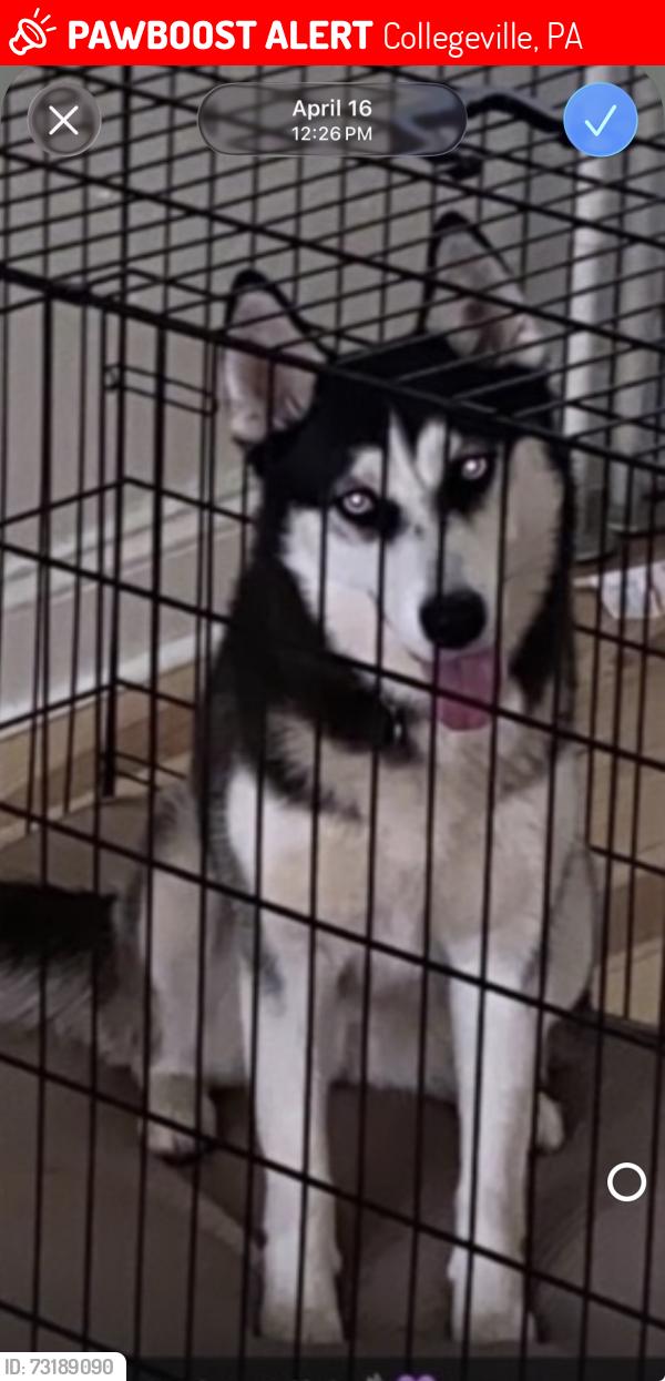 Lost Female Dog last seen Collegeville rd, Collegeville, PA 19426