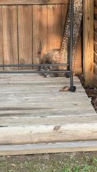 Found/Stray Unknown Cat last seen Stout Street Cookeville TN, Cookeville, TN 38501