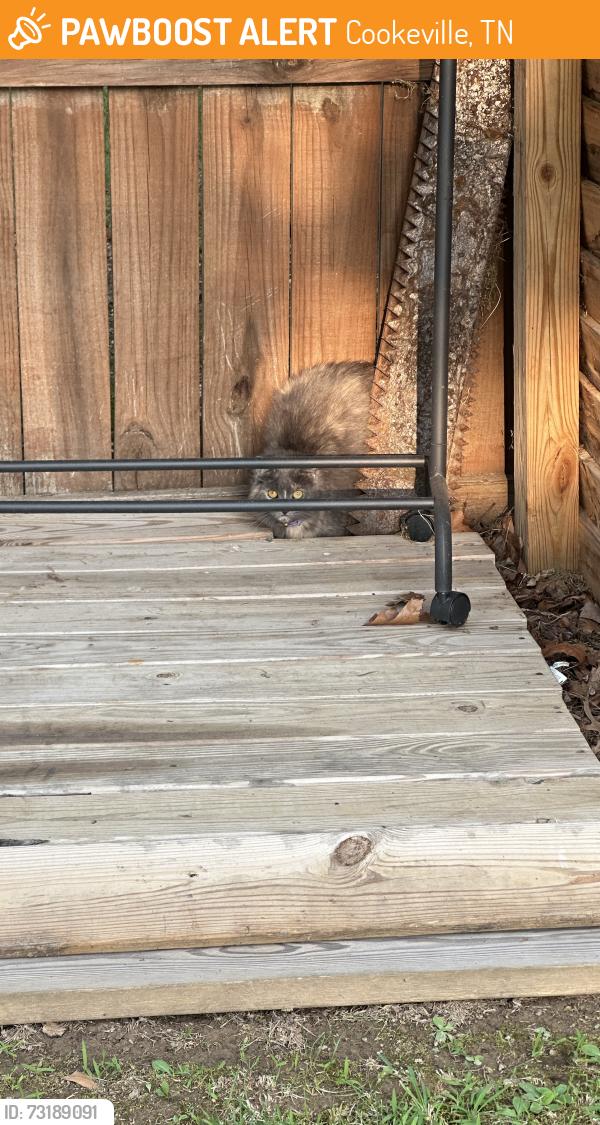Found/Stray Unknown Cat last seen Stout Street Cookeville TN, Cookeville, TN 38501