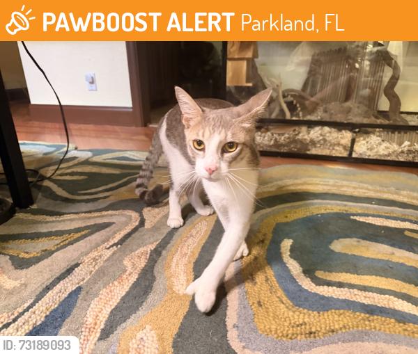 Found/Stray Male Cat last seen Covered Bridge Park, Parkland, FL 33067