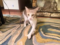 Found/Stray Male Cat last seen Covered Bridge Park, Parkland, FL 33067