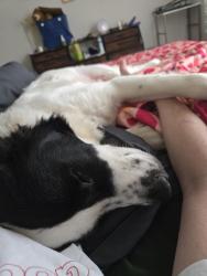 Reunited Male Dog last seen All Saints Vet hosp Hendersonville NC, Hendersonville, NC 28792