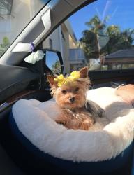 Lost Female Dog last seen Ihop, Miami, FL 33126